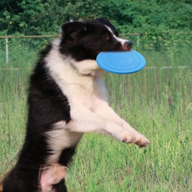 シリコン製ペット用フリスビー、犬用インタラクティブトレーニン - Frisbee Freestyle Disc のレビューと価格